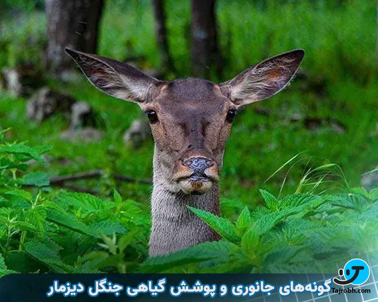 جنگل دیزمار چه حیواناتی دارد 